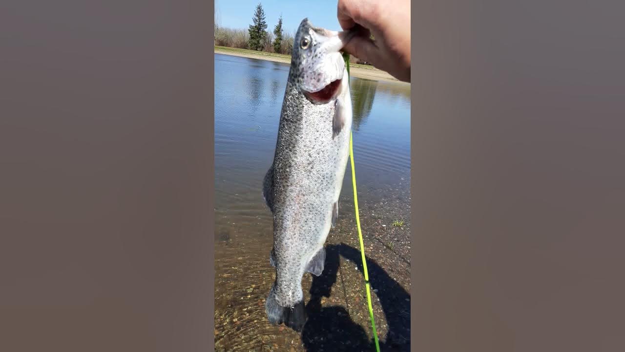 elma ponds stocked with trout today YouTube