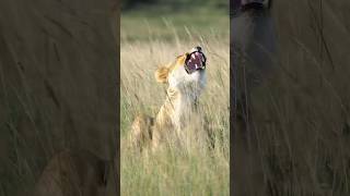 Female Lion Flehmen Response 🦁