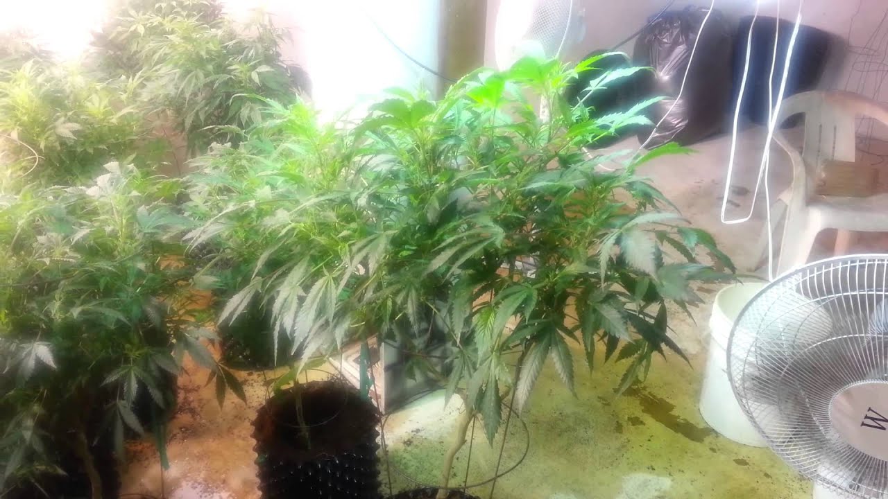 Week#1 Second feeding w/Brix Blaster