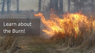 Prairie Burns - Learn why we burn and watch one in action!