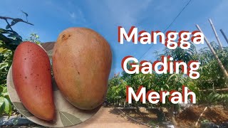 MANGGA RED IVORY