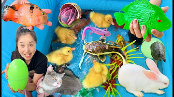 Hanale Làm Bể Cá Cho Vịt Con, Con Thỏ, Cá Koi Cá Chép, Con Rùa Con Cua