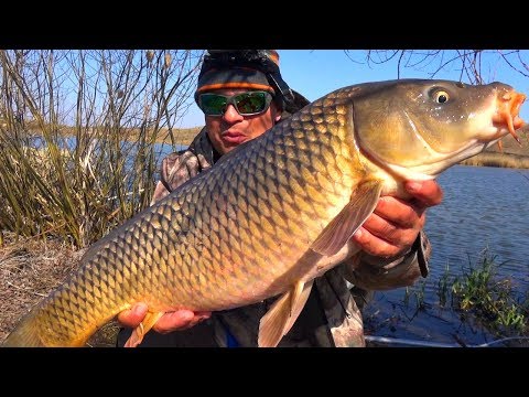 Первые трофейные карпы на удочку! Весенняя рыбалка 2019! Удочка с боковым кивком