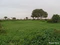 شرح تحويل النص إلى كلام بستخدام أصوات ميكروسوفت ألمجَّاني مع أخيكُم سعد محمد