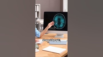 Ventricles Of The Brain