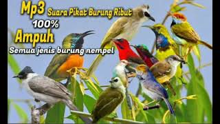 Download Lagu mp3 suara pikat burcil ampuh jernih anti gagal MP3 Download Lagu mp3 suara pikat burcil ampuh jernih anti gagal MP3