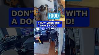 Don’t Mess With A Talking Dog’s Food! #talkingdog #australianshepherd #dogs #funny