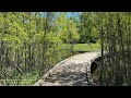 Spring Meadow Ambience | 45 Mins of Birdsongs, Frogs, and Other Nature Sounds from a Michigan Meadow