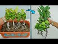 Air layering guava tree grow fast with red onion  new technique grow guava
