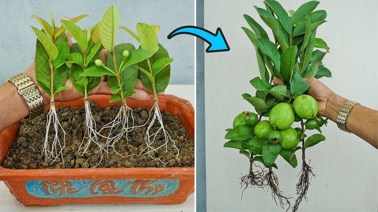 Air Layering Guava Tree Grow Fast With Red Onion | New Technique Grow Guava