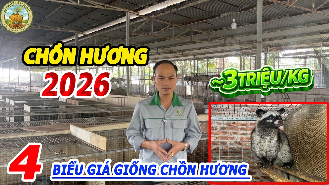 👉 CHỒN HƯƠNG ĐẶC SẢN GIÁ CAO | 4 MỨC GIÁ GIỐNG CHO BÀ CON THAM KHẢO |10 PHÚT LÀM GIÀU