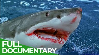 Sharks Attack  When Worst Fears Become Reality | Free Documentary Nature