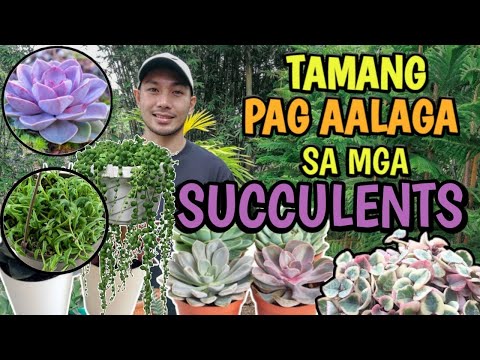 Video: Container Grown Succulents - Mga Tip sa Pagtatanim ng Succulents sa Pot