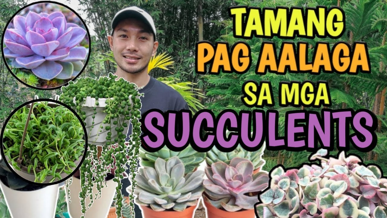 HOW TO CARE FOR SUCCULENTS | TIPS FOR A HEALTHY SUCCULENTS - YouTube