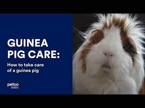 Guinea Pig Care How To Take Of A