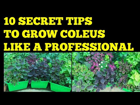 10 Tips To Grow Coleus Like Professional, आपके Coleus अब खूबसूरत होगे सिर्फ यह 10 चीज ज़रूर करे