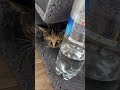 保護猫 不機嫌 #ショート動画#shorts#shortsfeed #保護猫#猫#猫動画
