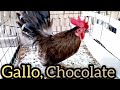 el gallo chocolate, de criadero los médicos, 💯💯