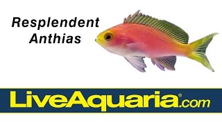 Resplendent Anthias (Pseudanthias pulcherrimus) | LiveAquaria.com by Drs. Foster and Smith Pet Supplies 2,917 views 8 years ago 16 seconds