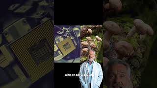 'Mushristors' The Eco-Friendly, Biodegradable Computer Memory #environment #ecofriendly #mushristors