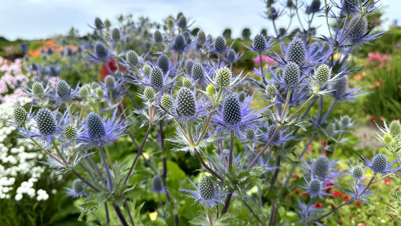 Eryngium 'Victory Blue' (sea holly) FarmerGracy.co.uk YouTube
