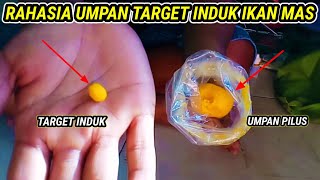 RAHASIA UMPAN TARGET INDUK IKAN MAS