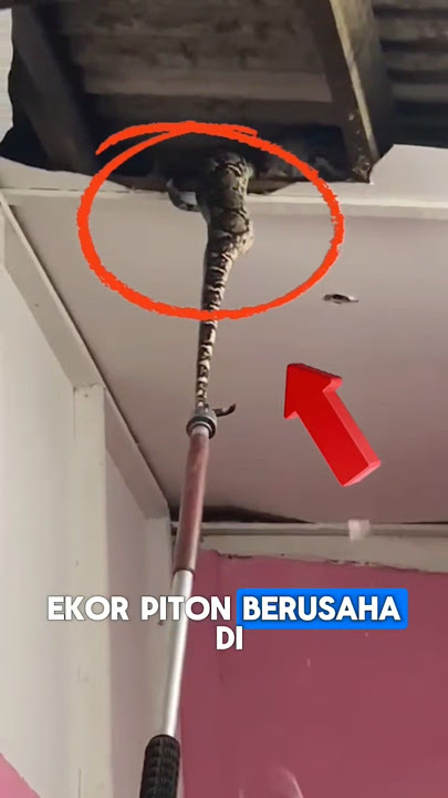 BONGKAR ATAP RUMAH, MALAH KETEMU SARANG ULAR RAKSASA! JUMLAHNYA BIKIN MERINDING!