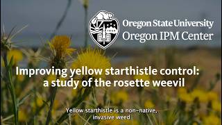 Improving yellow starthistle control: a study of the rosette weevil
