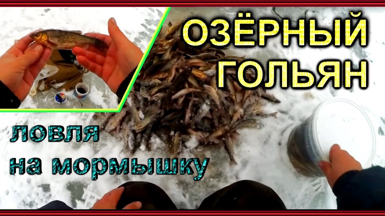 Мелкий, но вкусный - скоростная ловля озёрного гольяна и ротана на мормышку со льда!