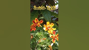 تلاوة خاشعة من الذكر الحكيم سورة الأحزاب /القرآن الكريم #القرآن_الكريم  #القرآن