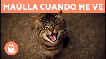 ¿Por qué los gatos maúllan cuando les hablas?