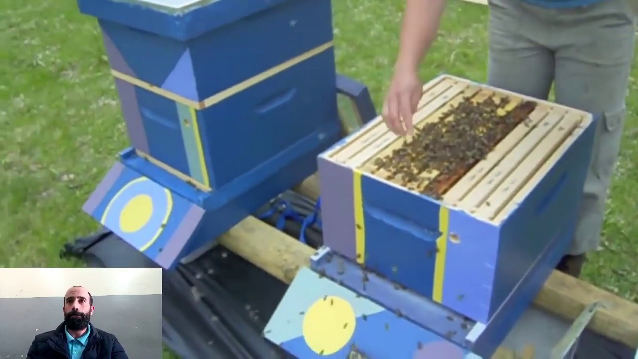 الدرس153//ضرورة نقل النحل من الخلايا الصغيرة الى الخلايا الكبيرة تجنبا للاكتظاظ و التطريد