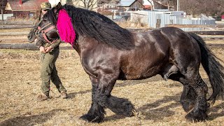 Cai grei de rasa Ardenez calul lui Dl. Mitica din Gura Putnei, Suceava