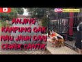 ANJING KAMPUNG JAGO RAYU CEWEK CANTIK - reapload