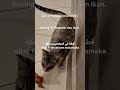 Cat @Restaurant and fish. Kucing di Restoran dan ikan. قطة في المطعم وسمكةqitat fi almateam wasamaka