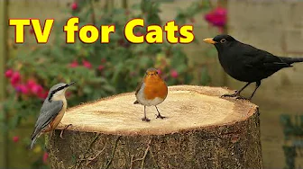 Cat TV - Absolutely Beautiful Birds of Britain ⭐ 8 HOURS ⭐
