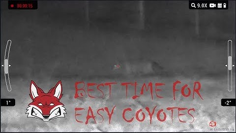 Best Time of Year for Easy Coyotes
