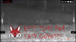 Best Time of Year for Easy Coyotes