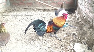 Lau qaib qus zoo nraug thiab cob xob heev - Chú gà rừng đẹp trai phong độ