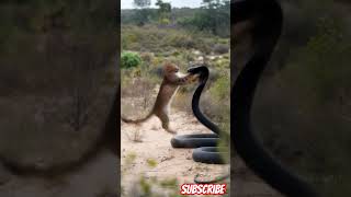 cobra yang lincah, #cat #kucing #animals #catlover #kucinglucu #snake #ularkasur#wildlife #ularbesar