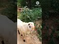Etna bara bakri# short #video# hembram# kora