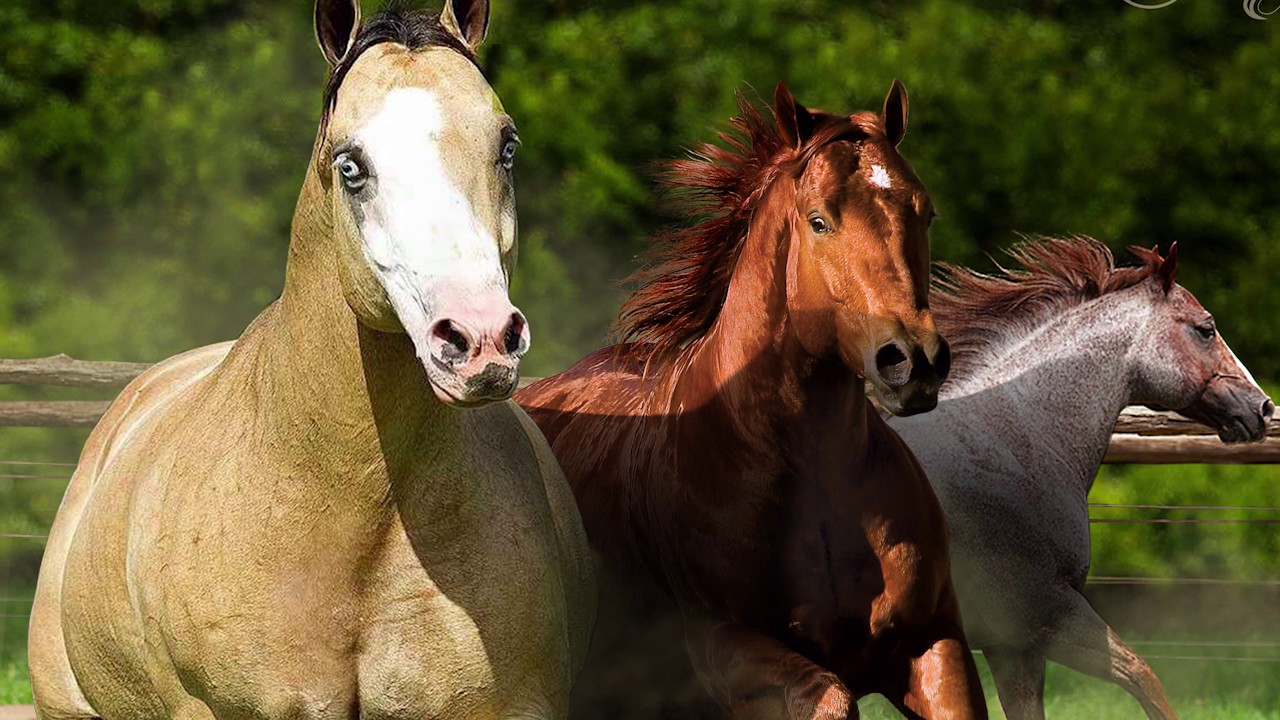 Can U Hear Me Now Quarto De Milha Prime Horse A Grife Do Quarto De Milha Youtube