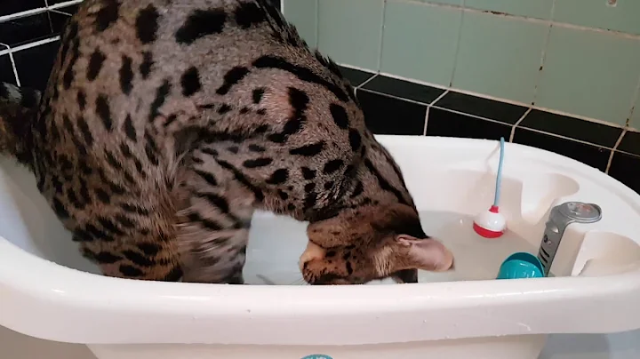 Watch the video about Savannah cat f1 taking a bath and playing in the water!