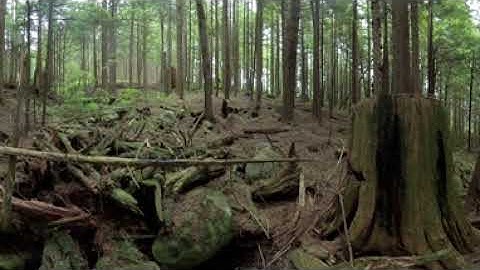 Soil Pit 1 - Location and Context (360° Video)