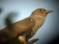 Indian Cuckoo