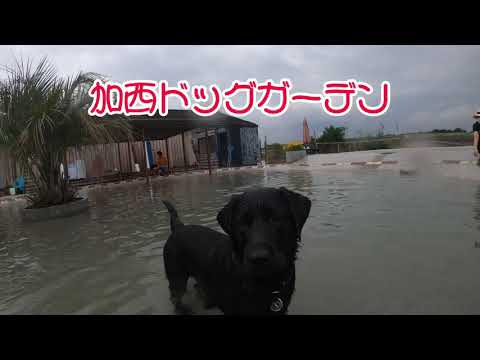 広いドッグプールで遊ぶ
