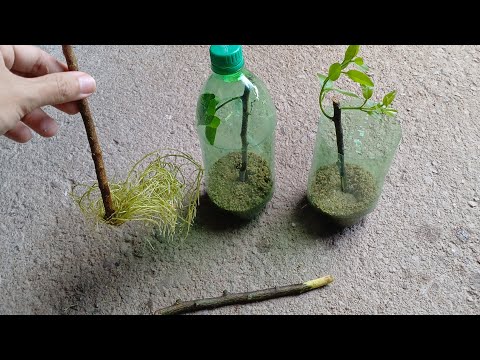 MY EASY WAY TO ROOT PLANT BRANCHES