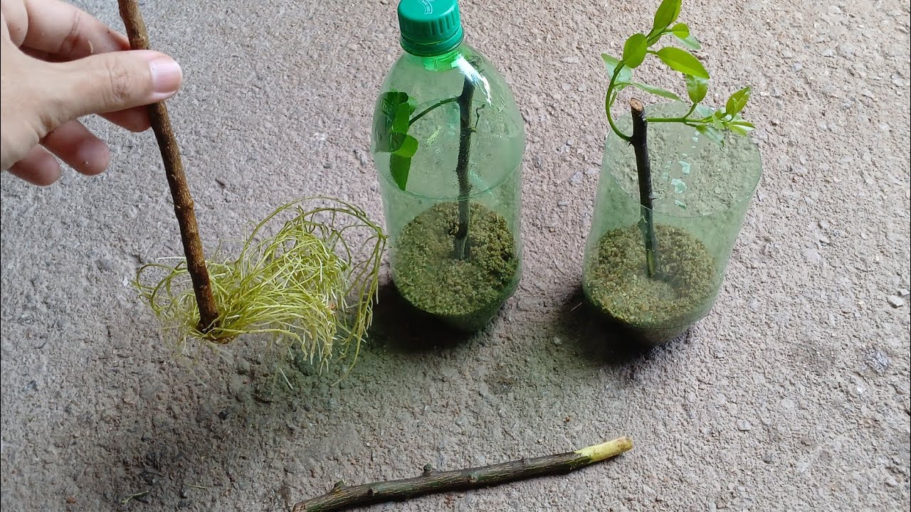 MEU JEITO FÁCIL DE ENRAIZAR GALHOS DE PLANTA