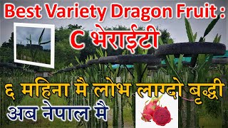 Amazing Growth of Dragon Fruit Plant ||  ६ महिनामा ड्रागनफलको आश्चर्यजनक बृद्धी ||  #ParadiseAgro