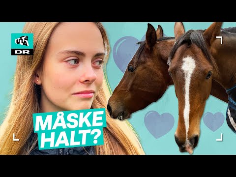 Video: Skal en hest tøjres?